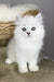 Vincent | british longhair kitten