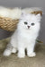 Vincent | british longhair kitten