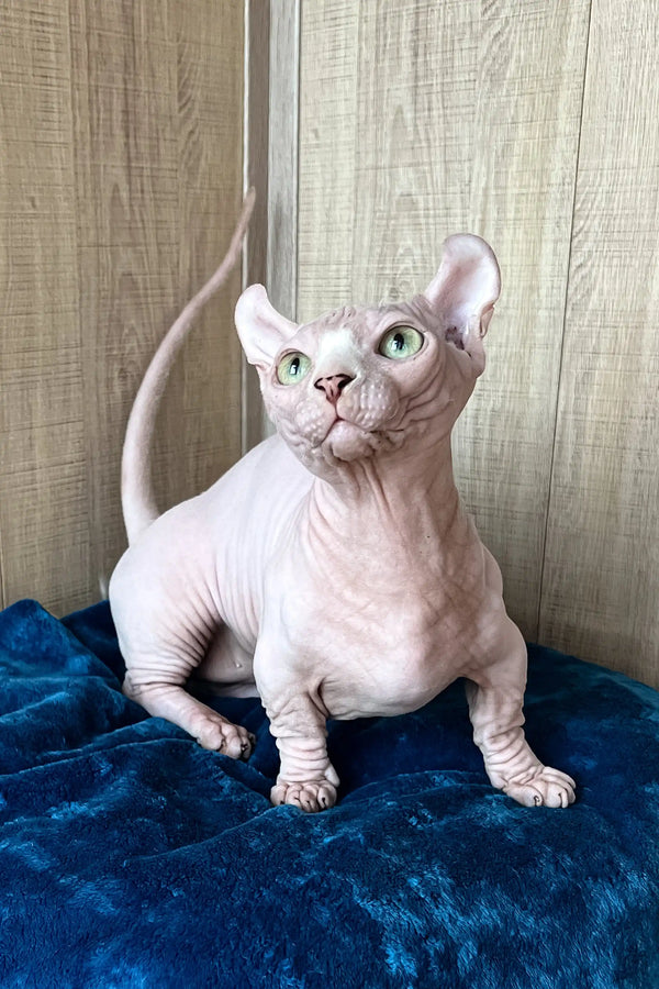 Cute Hairless Sphynx cat named Vincent from the Dwelf Sphynx Kitten collection