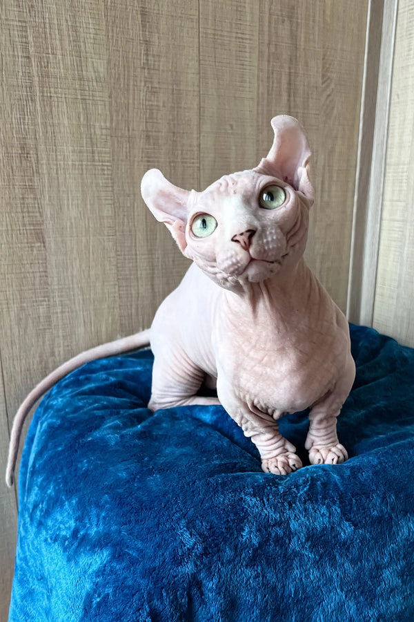 Hairless Vincent, a cute Dwelf Sphynx Kitten with big ears, ready for cuddles