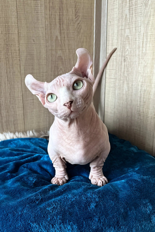 Hairless Vincent, a cute Dwelf Sphynx kitten with big ears and an adorable look