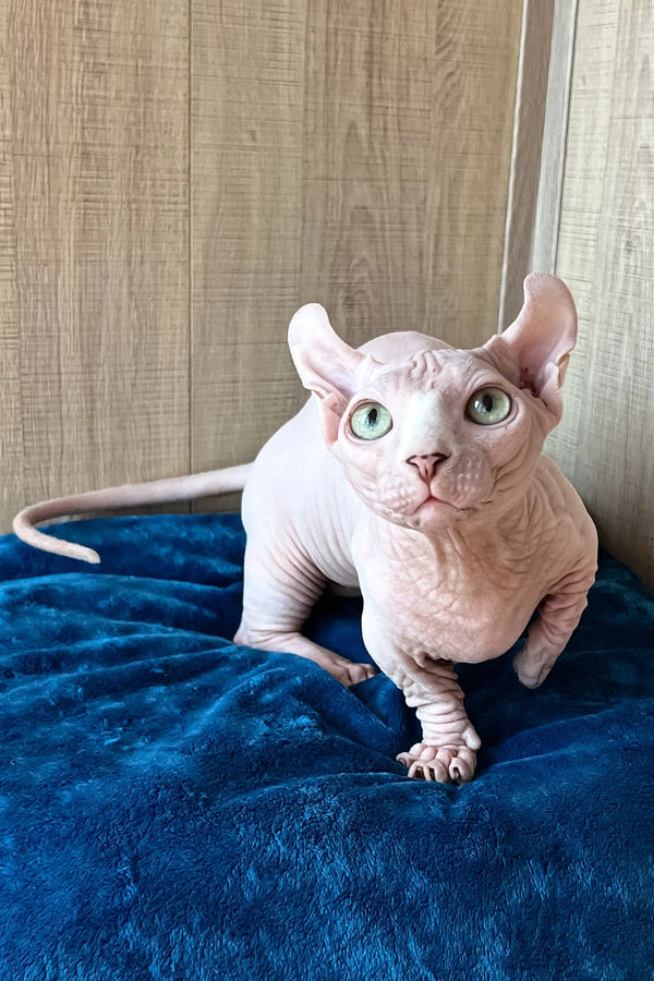Cute Hairless Dwelf Sphynx Kitten named Vincent with big ears. Perfect pet!