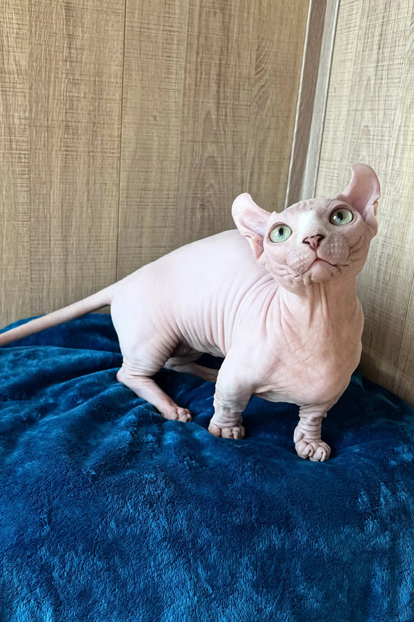 Hairless Dwelf Sphynx Kitten named Vincent with striking green eyes