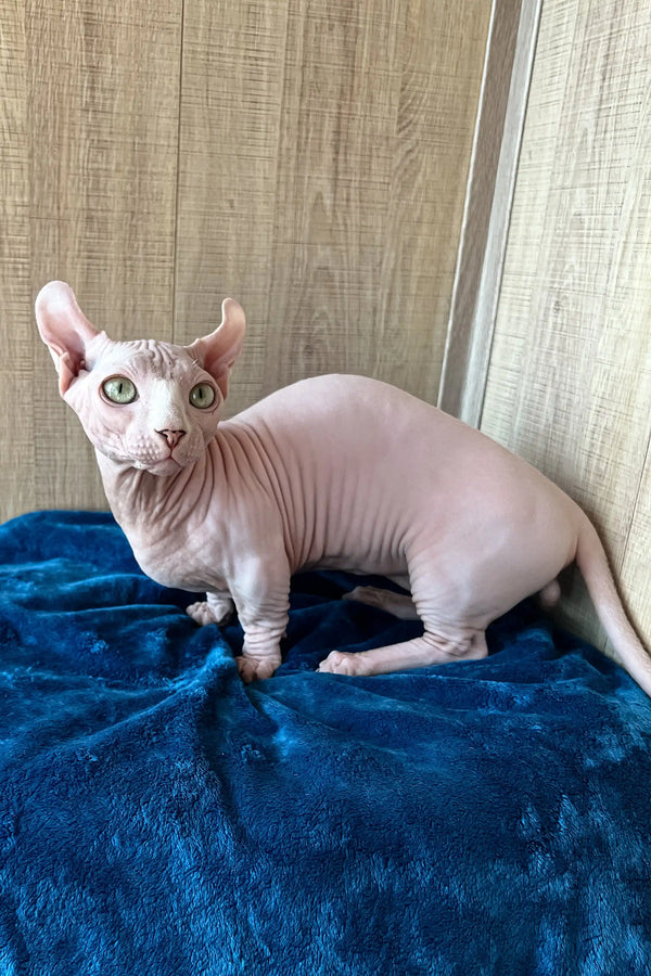 Cute Hairless Cat with Green Eyes - Vincent the Dwelf Sphynx Kitten for sale