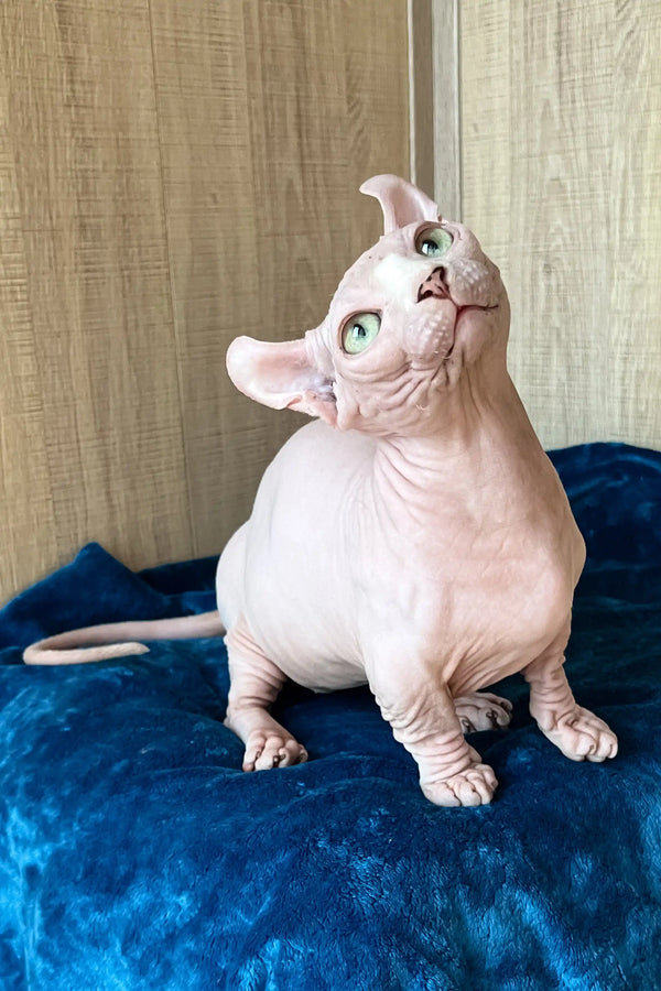 Adorable Hairless Cat with Green Eyes - Vincent the Dwelf Sphynx Kitten