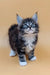 Adorable Maine Coon kitten named Vincent with cute white paws lounging around