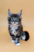 Fluffy Maine Coon kitten named Vincent looking adorable and playful