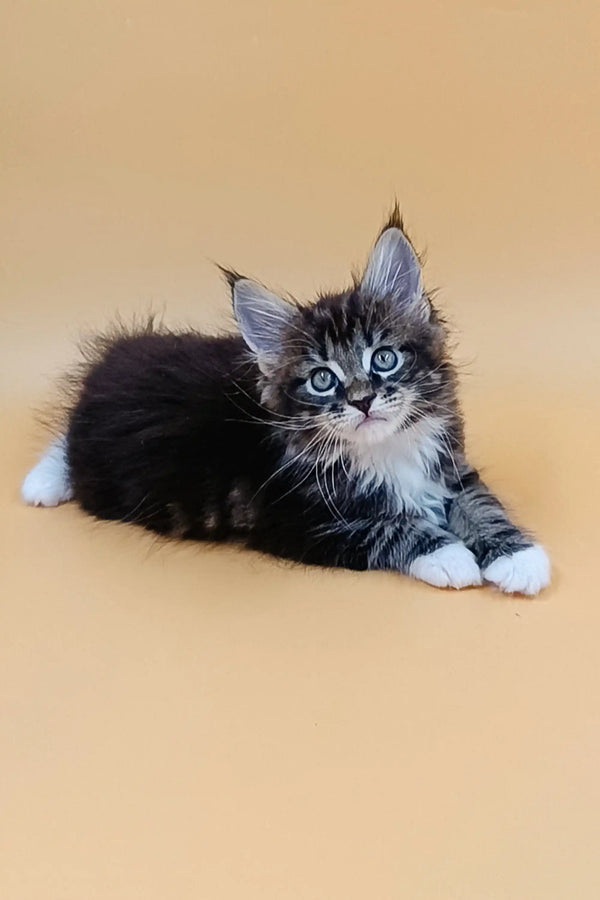 Adorable Fluffy Maine Coon Kitten product named Vincent, perfect for cat lovers