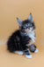 Fluffy Maine Coon kitten named Vincent, perfect for any pet lover’s heart