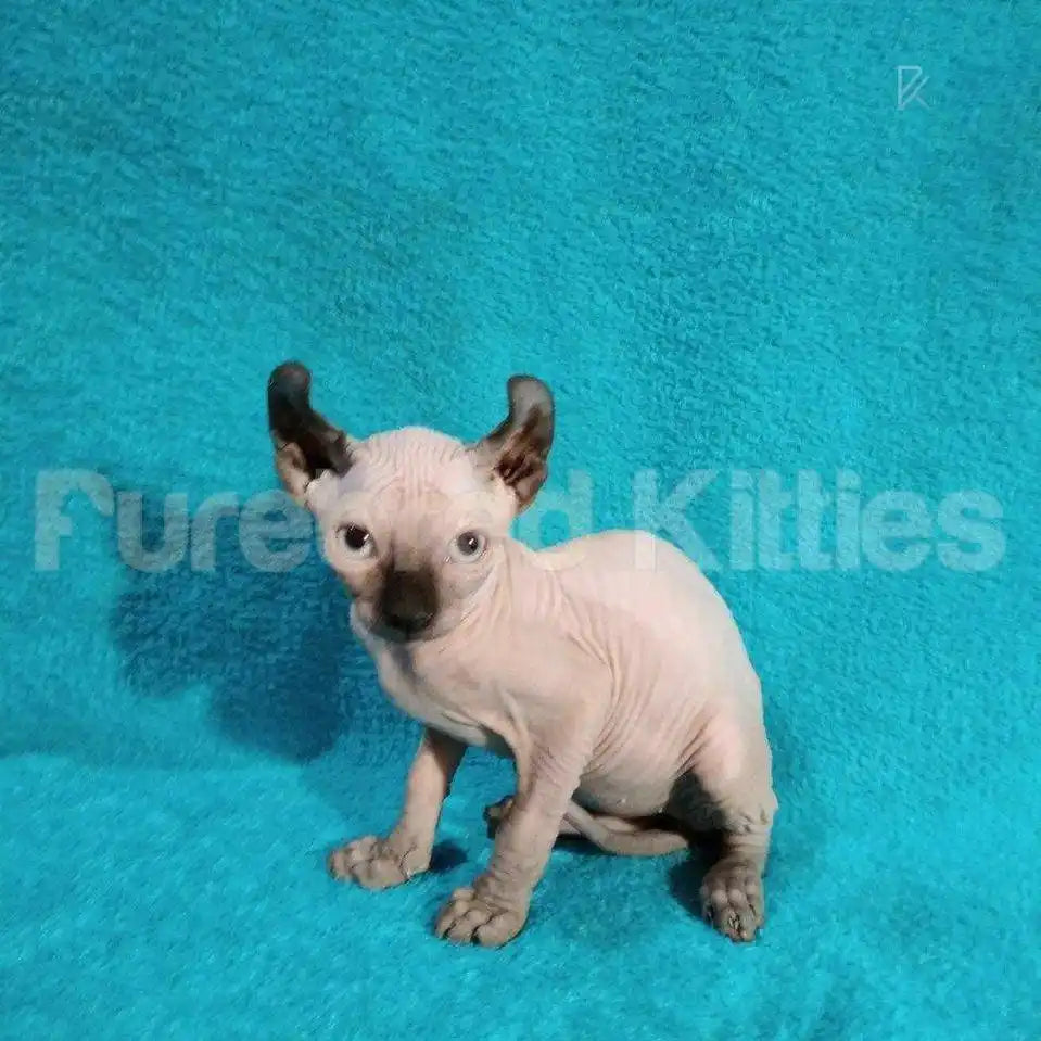 Sphynx Cats for Sale | Kittens For Vincent | Male Elf Kitten