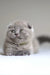 Adorable grey Scottish Fold kitten Vincent with bright green eyes chilling out