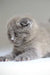 Fluffy grey Scottish Fold kitten named Vincent looking adorably grumpy