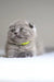 Gray Scottish Fold kitten in a bright yellow collar named Vincent