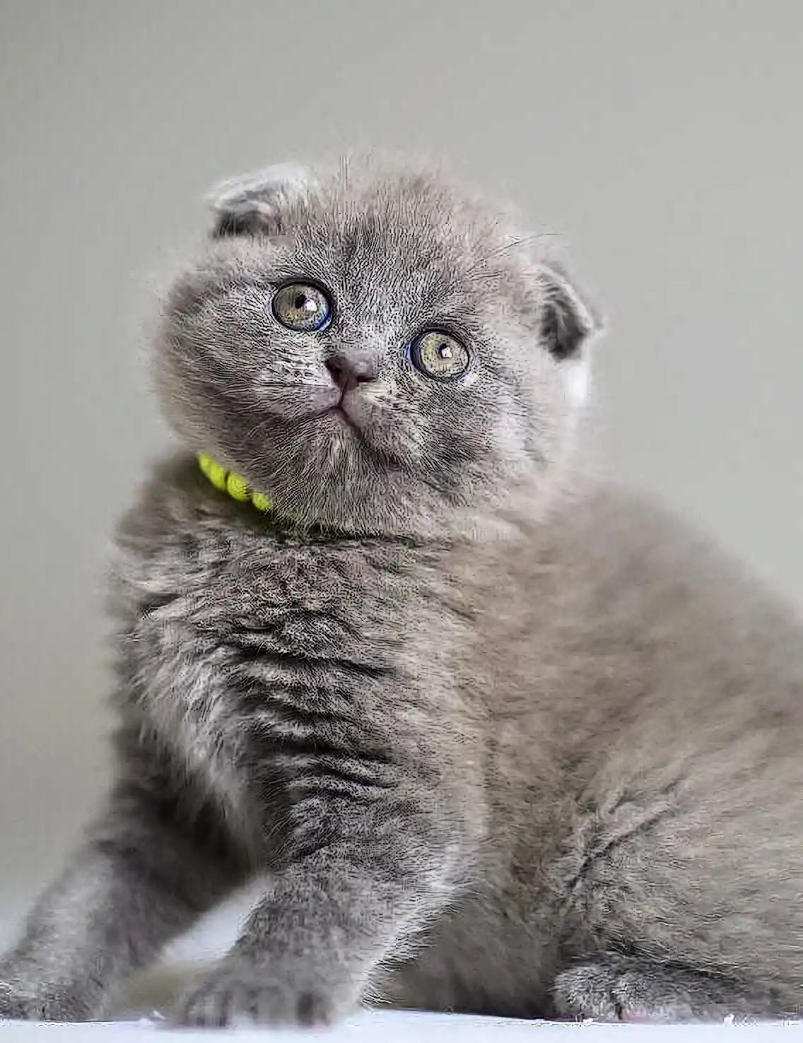 Grey Scottish Fold kitten Vincent with folded ears and bright green eyes