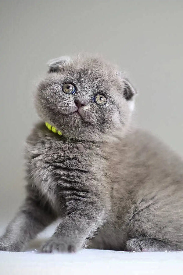 Grey Scottish Fold kitten Vincent with folded ears and bright green eyes