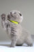 Grey cat with yellow collar playfully raises paw in Vincent | Scottish Fold Kitten