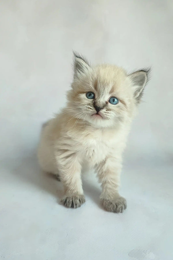 Adorable fluffy Siberian kitten named Vincent with stunning blue eyes