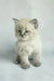 Fluffy light-colored kitten named Vincent from Siberian Kitten collection