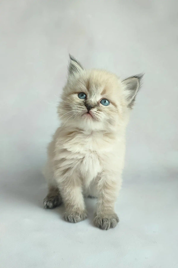 Adorable fluffy Siberian kitten named Vincent with blue eyes and a light fur coat