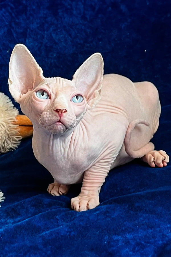 Adorable Hairless Sphynx Kitten named Vincent with pale pink skin and blue eyes