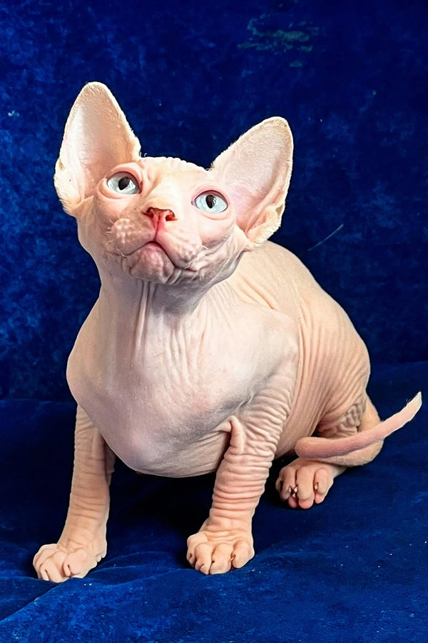 Hairless Sphynx kitten Vincent with big ears and cute wrinkles
