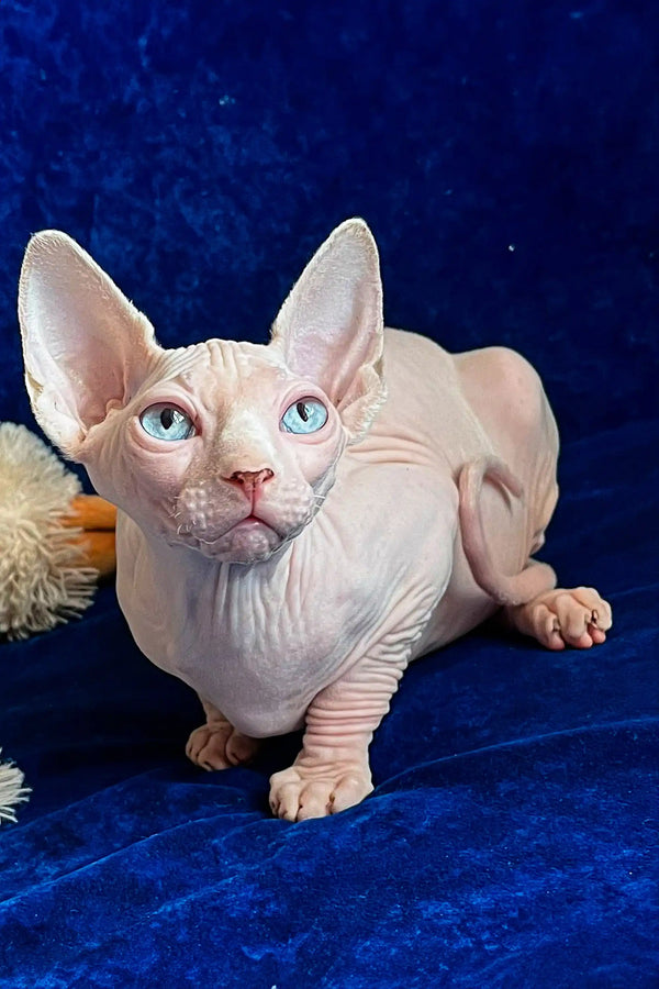 Hairless Sphynx kitten named Vincent with stunning blue eyes