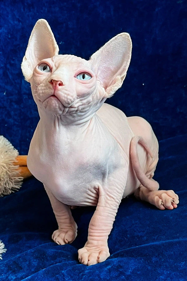 Adorable Hairless Sphynx kitten Vincent with pink skin and bright blue eyes