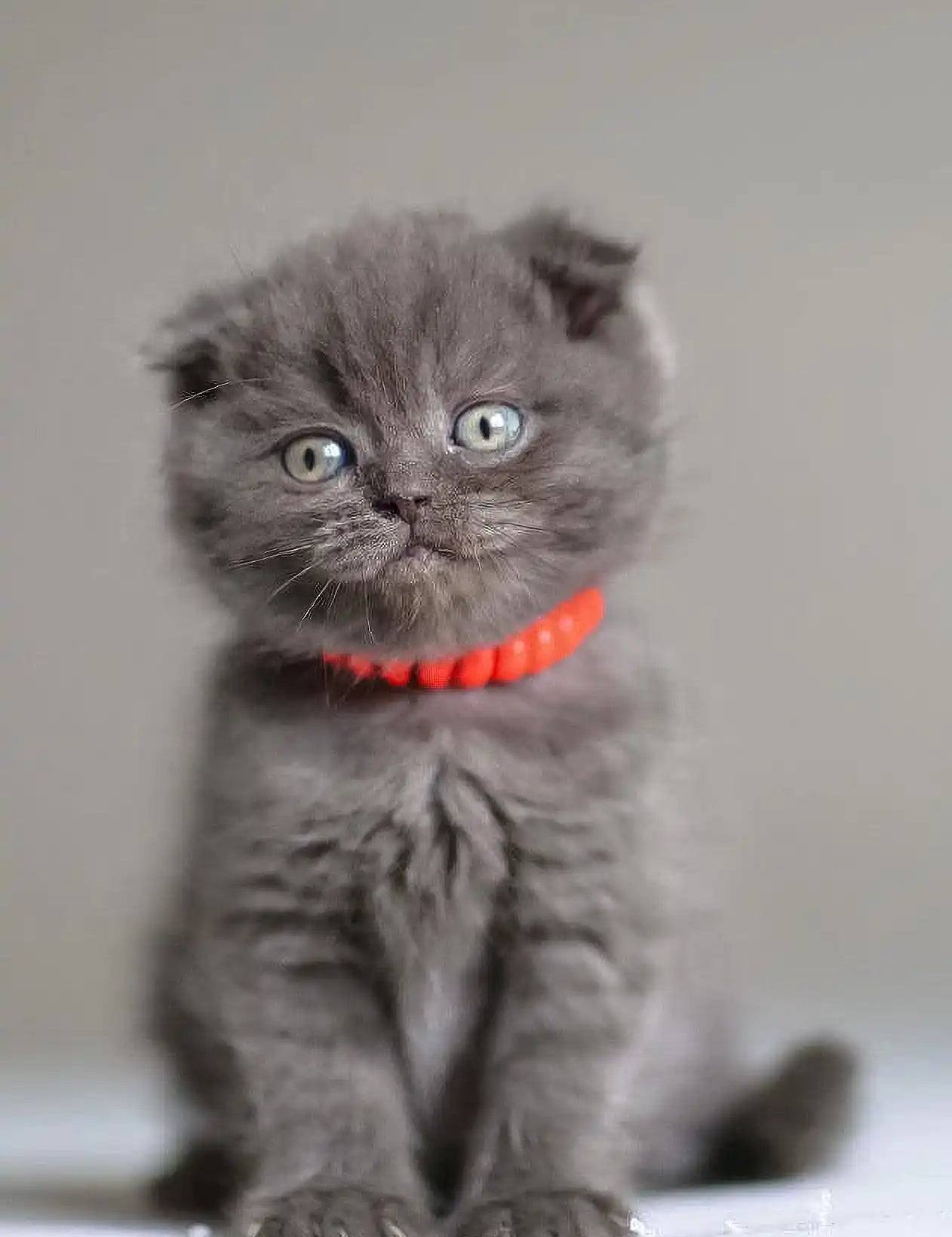 Grey Scottish Fold kitten in a bright red collar from Vinci Scottish Fold Kitten