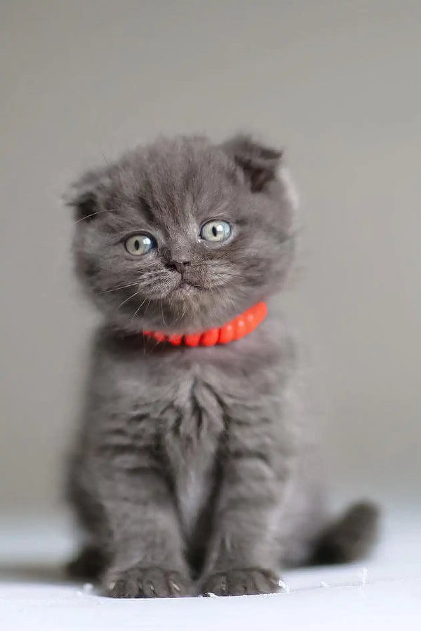 Grey Scottish Fold kitten in a bright red collar from Vinci Scottish Fold Kitten