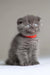 Grey Scottish Fold kitten with a red collar from Vinci Scottish Fold Kitten