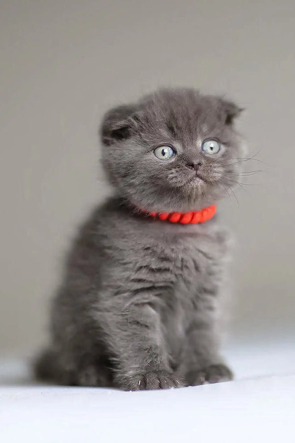 Grey Scottish Fold kitten with a red collar from Vinci Scottish Fold Kitten