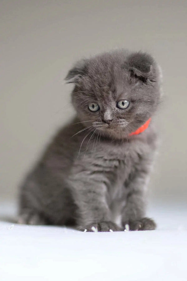 Cute Grey Scottish Fold kitten with a red collar in Vinci product display