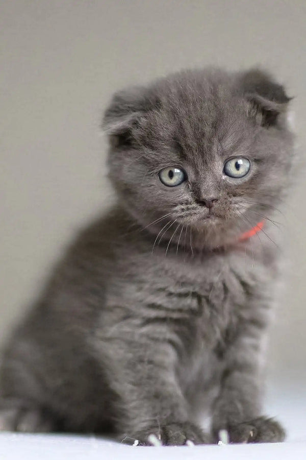 Grey Scottish Fold kitten with blue eyes and red collar for Vinci Scottish Fold Kitten