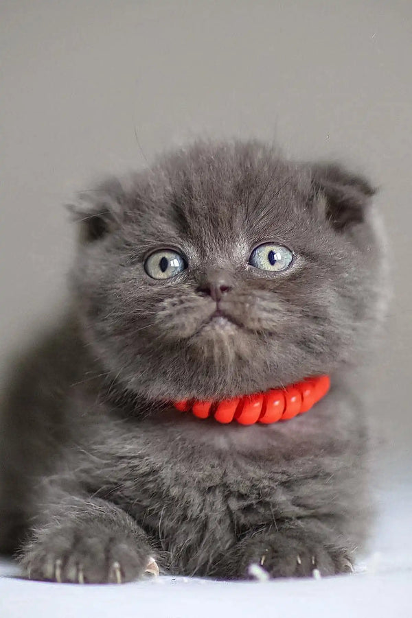Grey Scottish Fold kitten with a red collar from Vinci Scottish Fold Kitten product
