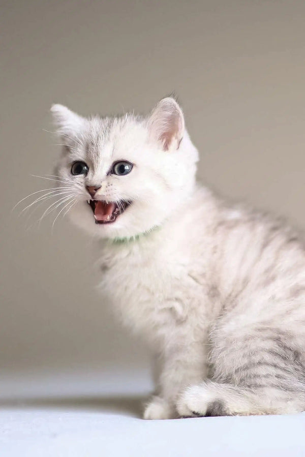 Vine | scottish straight kitten