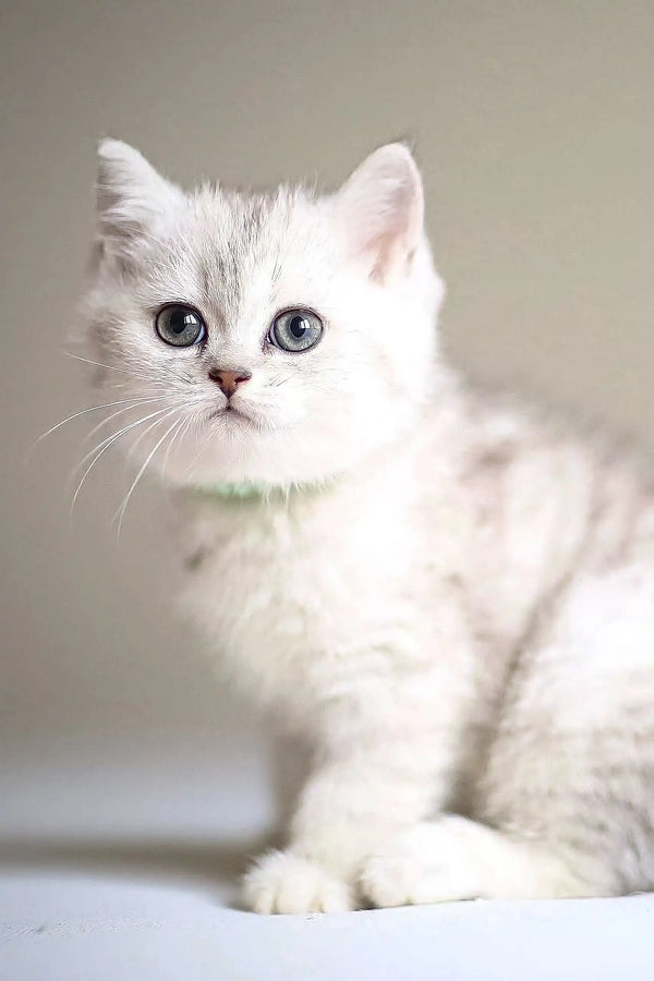 White Scottish Straight Kitten named Vine with blue eyes and mint green collar