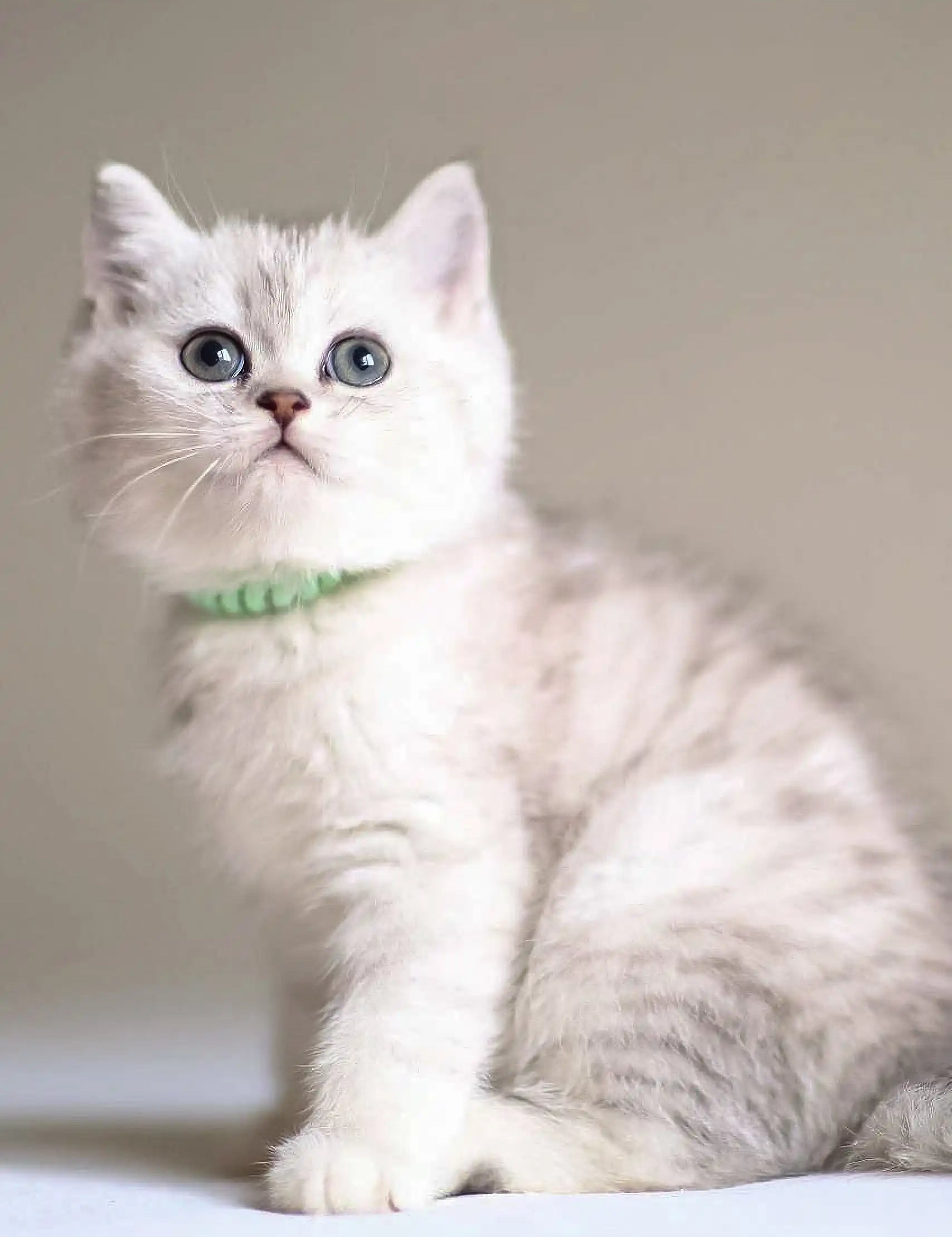 White British Shorthair cat with green collar in Vine Scottish Straight Kitten product