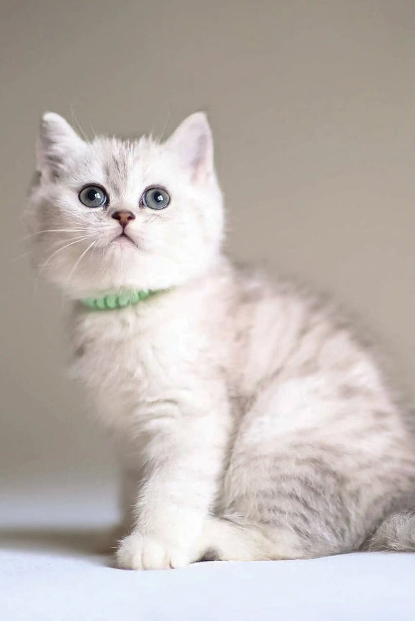 White British Shorthair cat with green collar in Vine Scottish Straight Kitten product