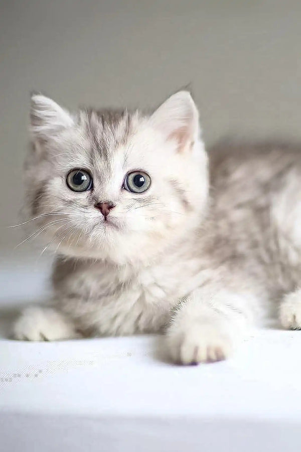 Adorable White fluffy Scottish Straight kitten named Vine with stunning blue eyes