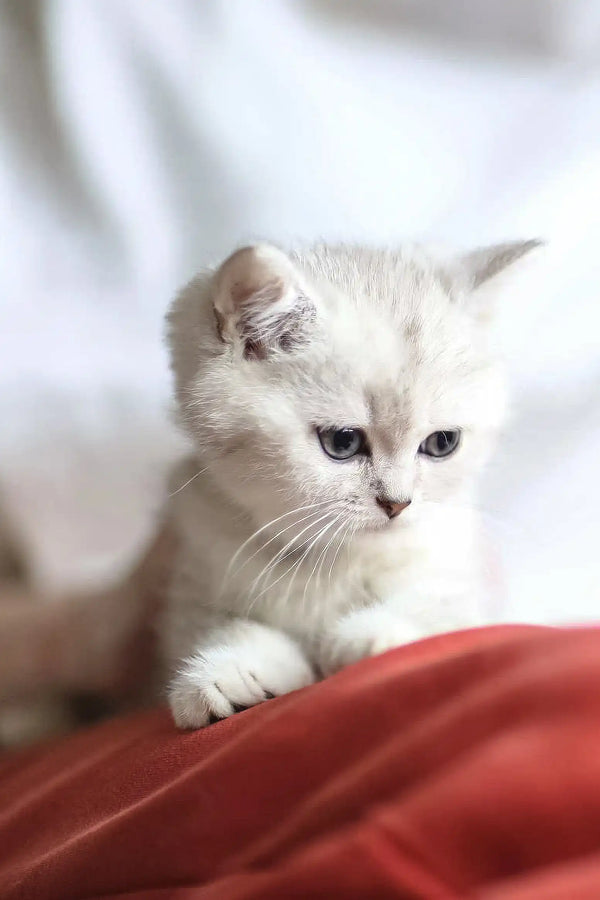 White Scottish Straight kitten with gentle eyes resting on soft red fabric