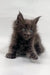 Fluffy gray kitten from Ving Maine Coon Kitten product collection