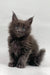 Fluffy gray Maine Coon kitten from Ving, perfect for cuddles and fun times!