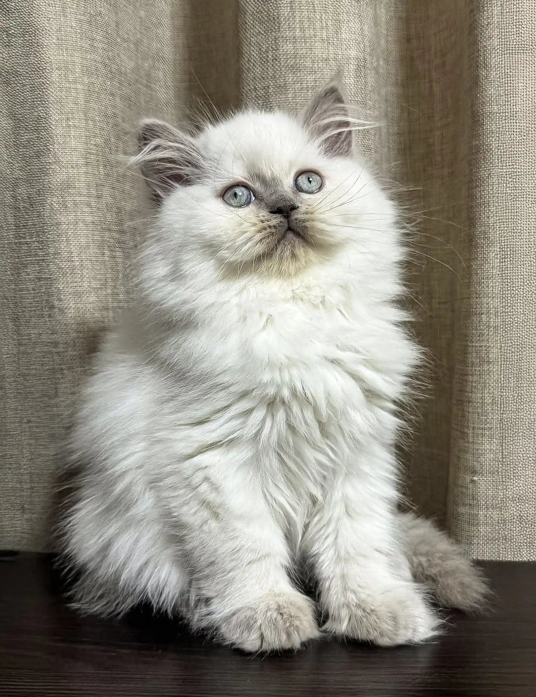 Fluffy white Persian cat with bright blue eyes in Vinilka Scottish Straight Longhair Kitten