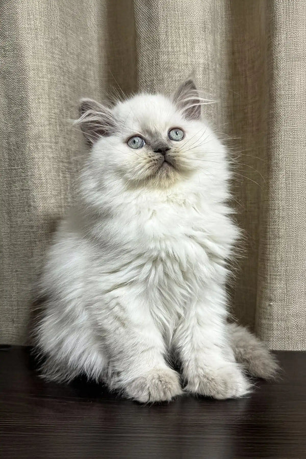 Fluffy white Persian cat with bright blue eyes in Vinilka Scottish Straight Longhair Kitten