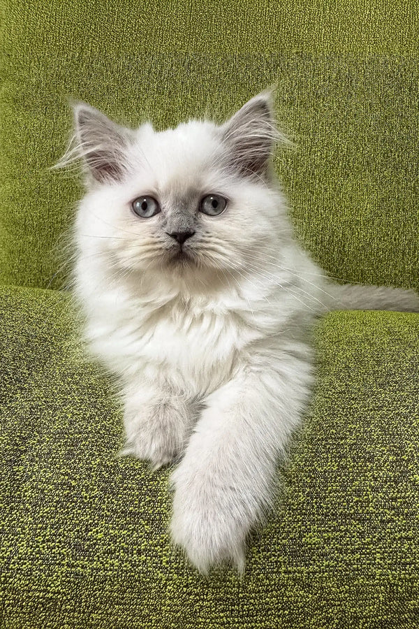 White fluffy Persian cat with bright blue eyes in Vinilka Scottish Straight Longhair Kitten