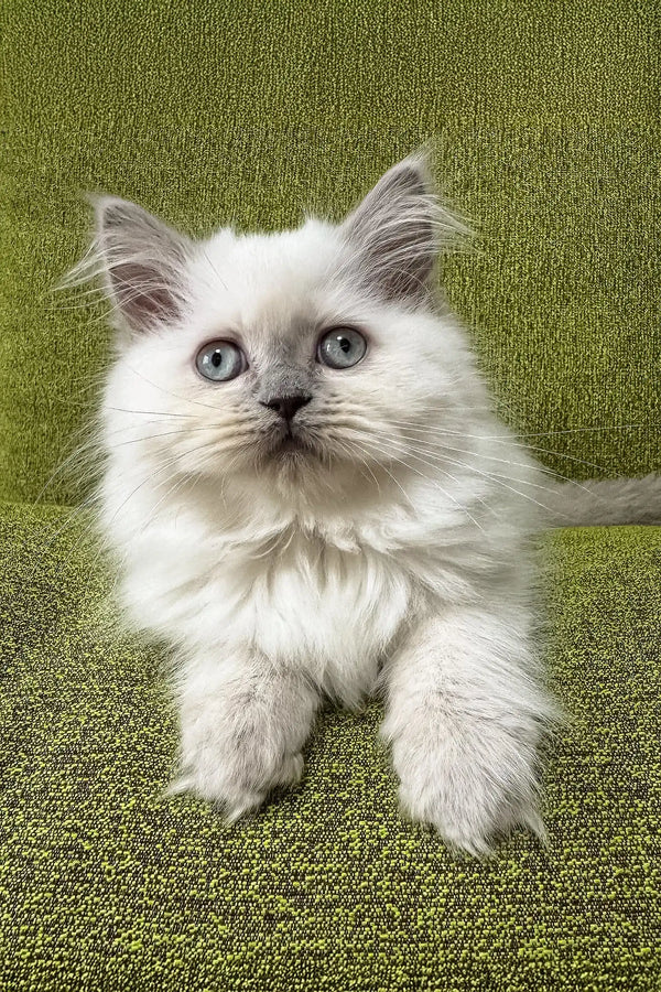 White fluffy Ragdoll cat with bright blue eyes featured in Vinilka Scottish Straight Longhair Kitten