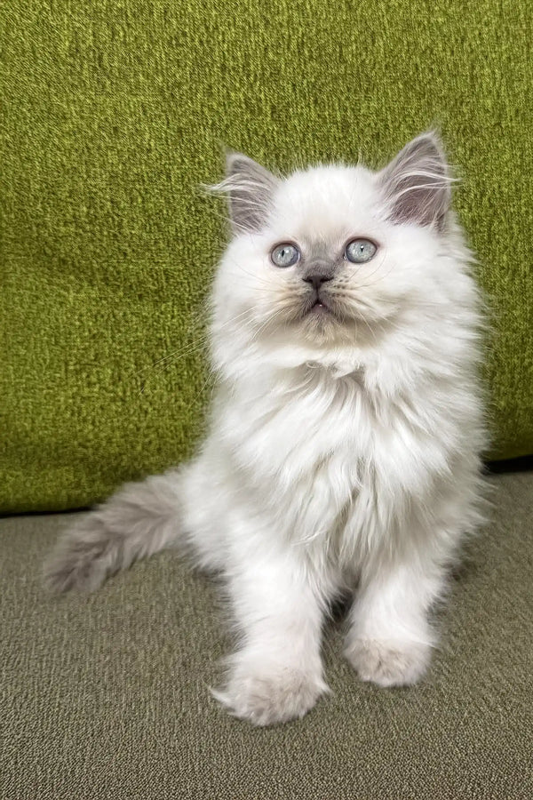 Adorable White Ragdoll Kitten with Bright Blue Eyes from Vinilka Scottish Straight Longhair