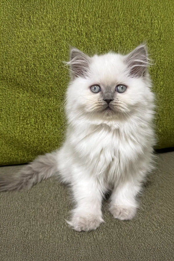 Adorable White Fluffy Ragdoll Kitten with Bright Blue Eyes and Pointed Ears