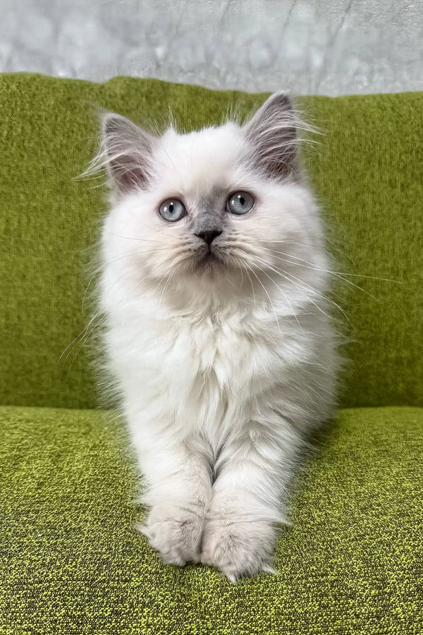 Cute White Ragdoll kitten with blue eyes and fluffy fur in Vinilka product