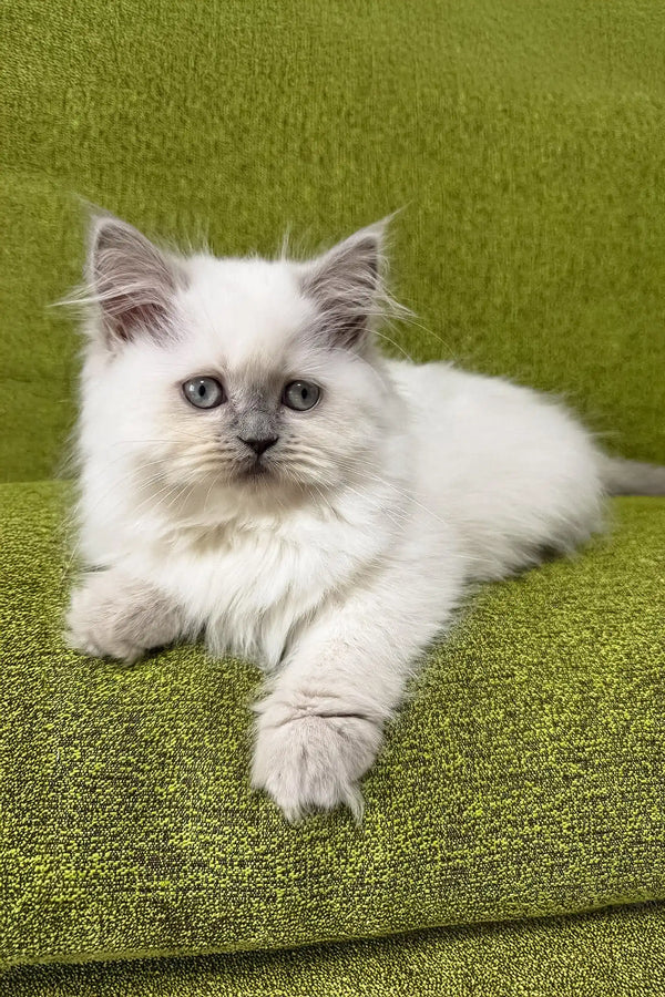 White Ragdoll kitten with blue eyes relaxing on its belly, perfect for Vinilka lovers